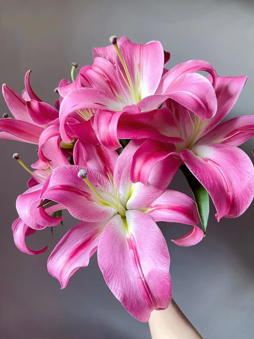 [新品红彤彤  单瓣百合鲜花]根据地区不同上色深浅不同