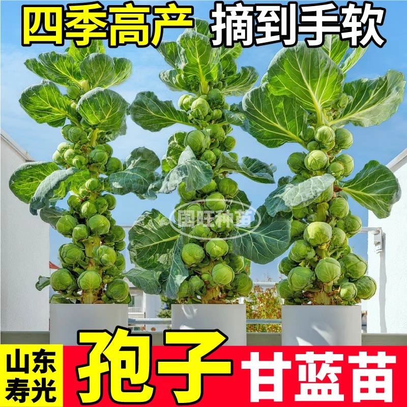 四季孢子甘蓝苗秧带土球迷你小孢子甘蓝耐寒耐热盆栽大田小院种植