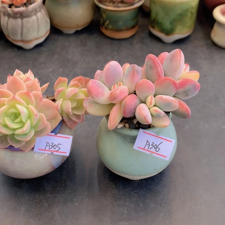 一物一拍满38包邮 A305-306