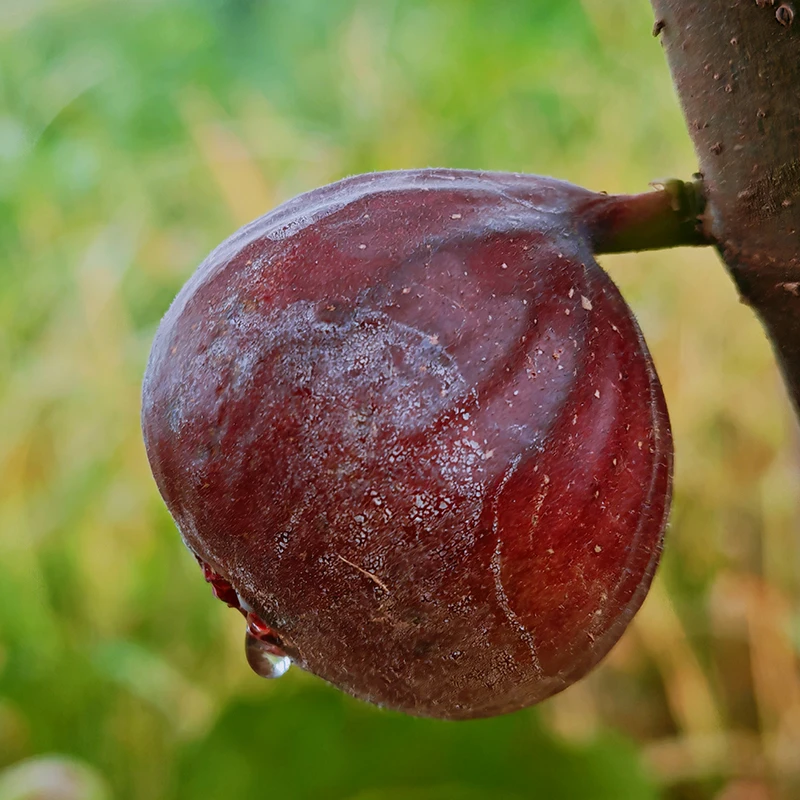对版无花果树杯苗波姬红芭劳奈群青皮金傲芬丰产黄长柄黄新疆早黄