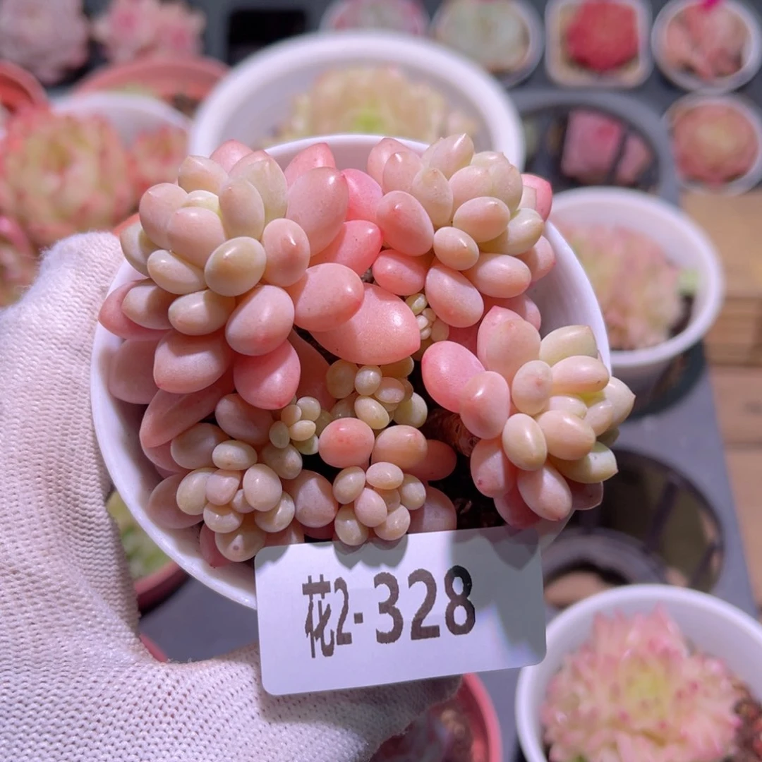 花02-328洛可可群