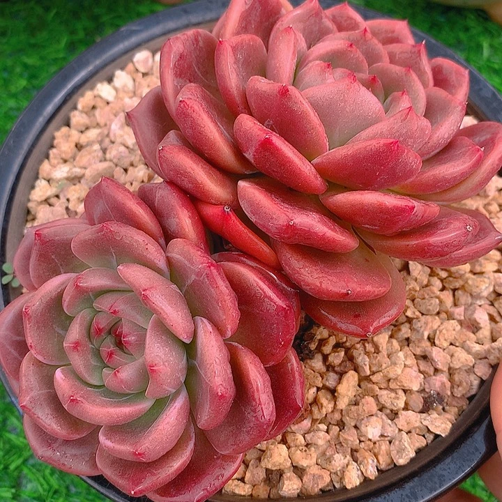 正版白夜 一物一拍