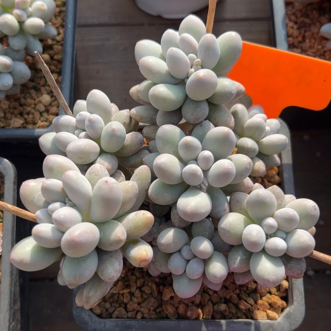 桃花奶111111111111