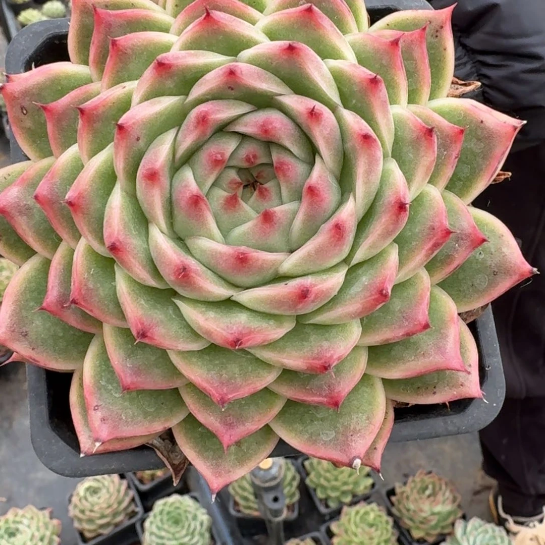 多肉杂交一物一拍28-94