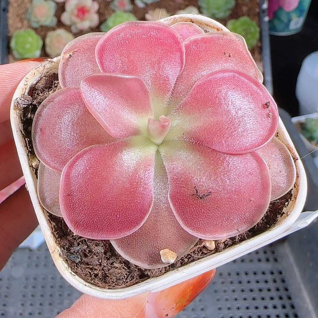 1024--272一物一拍