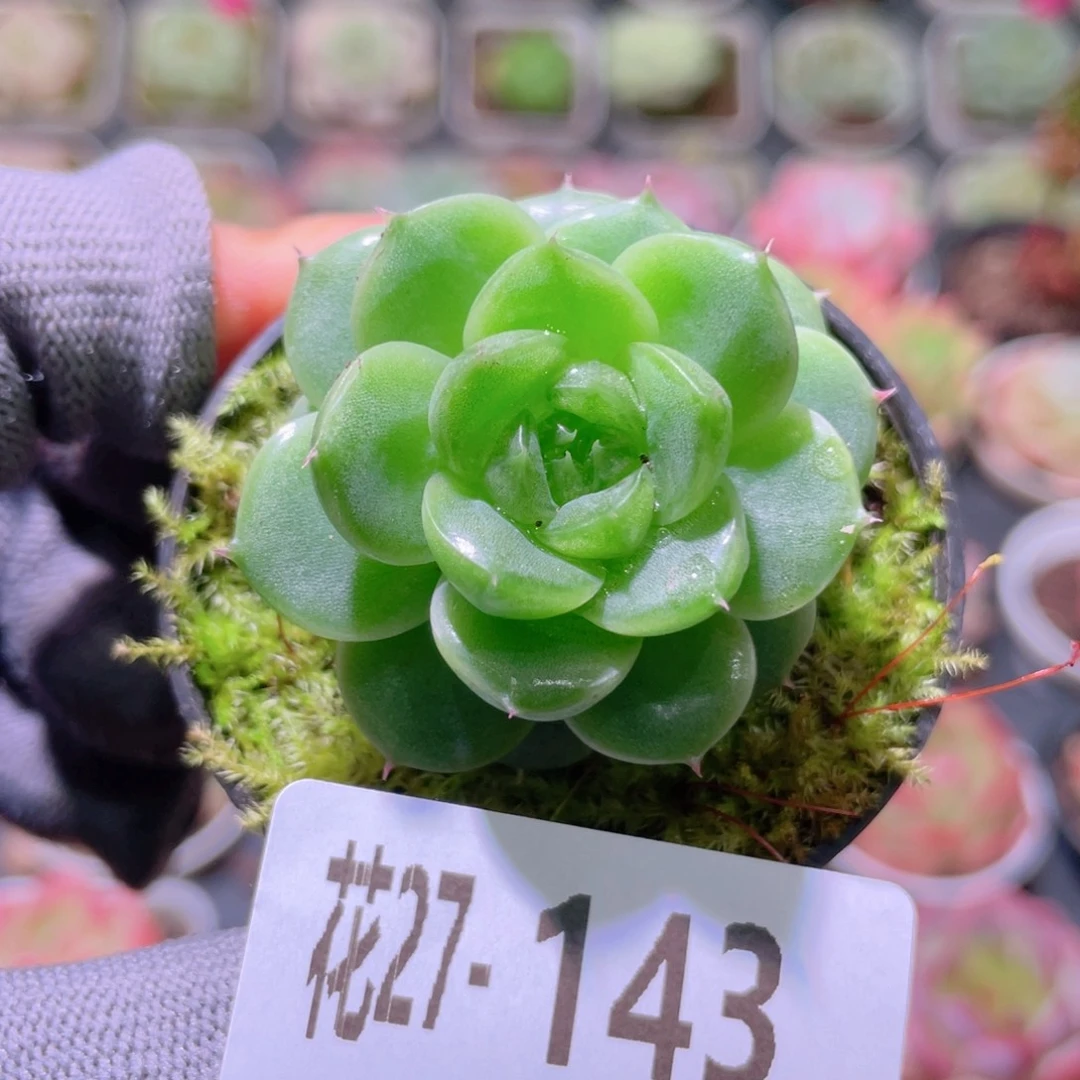 花利美27-143新品