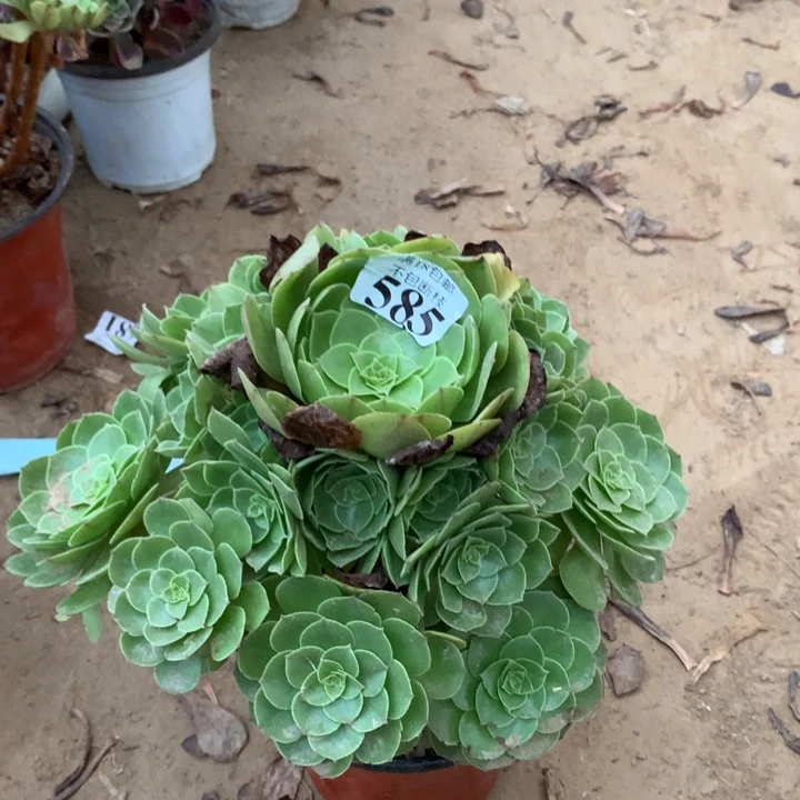 585沙拉碗手捧东