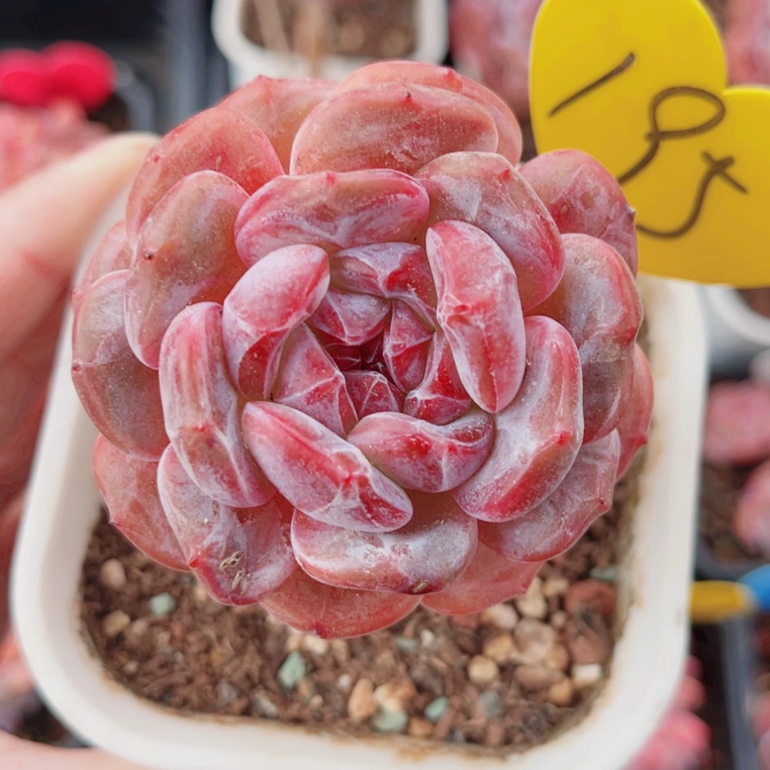 195号大老桩石榴籽单头