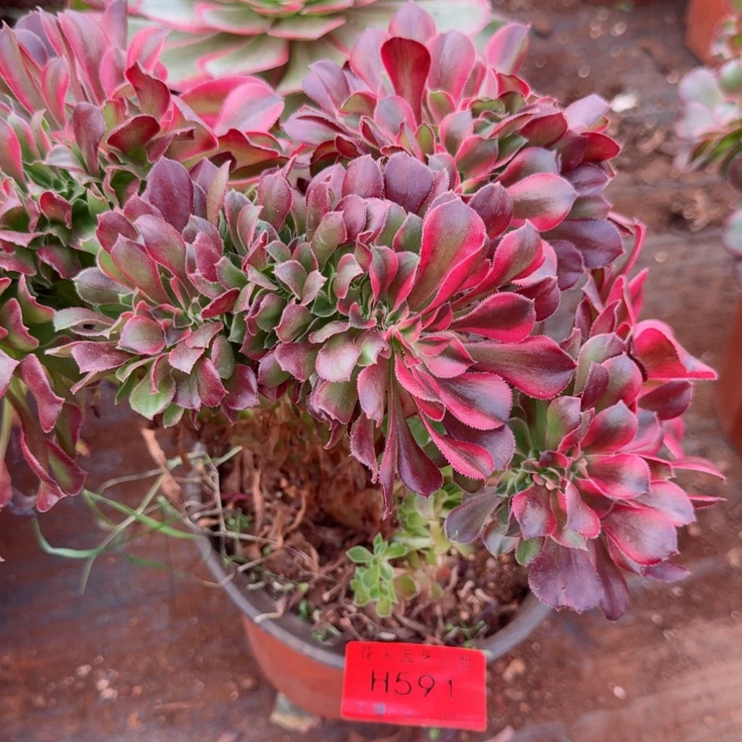 591香妃缀哦哦哦哦哦哦哦哦