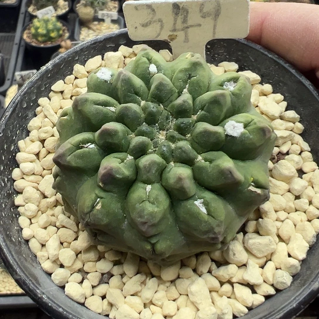 349实生绿雷头玉仙人球
