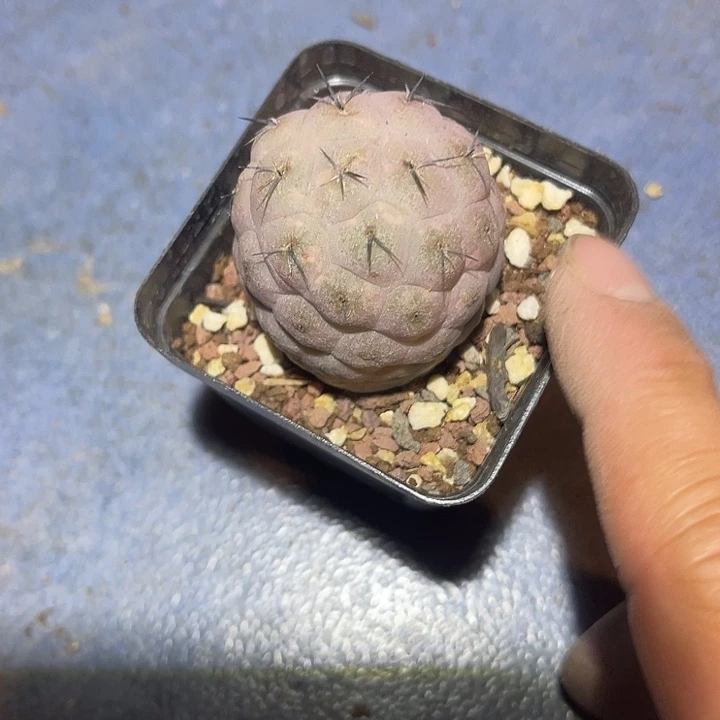 满38包邮2天凑单，脱土晾根发货多肉植物