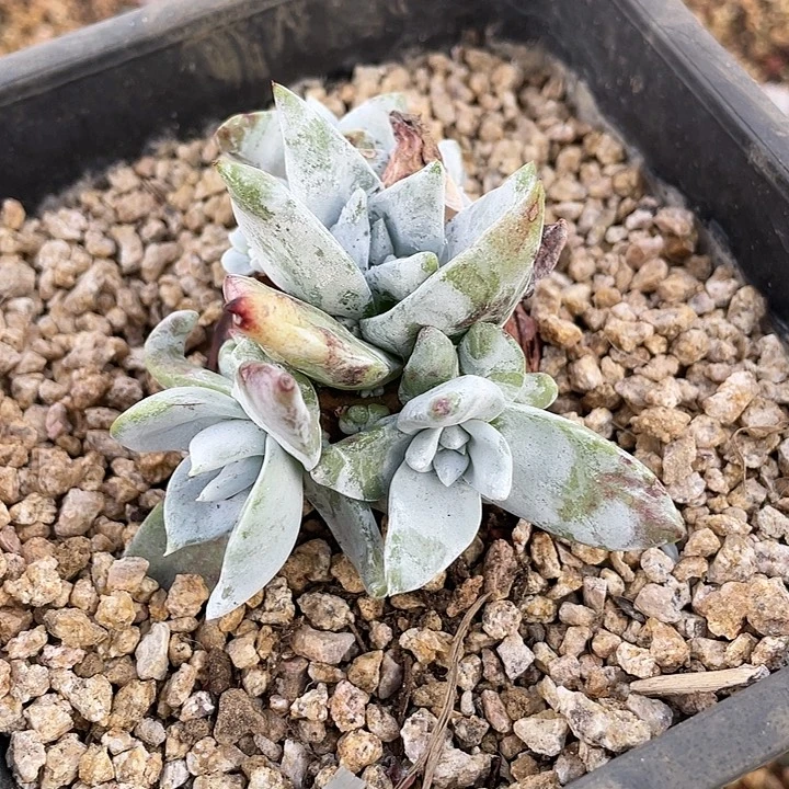 塞丽娜朵朵福利粗桩