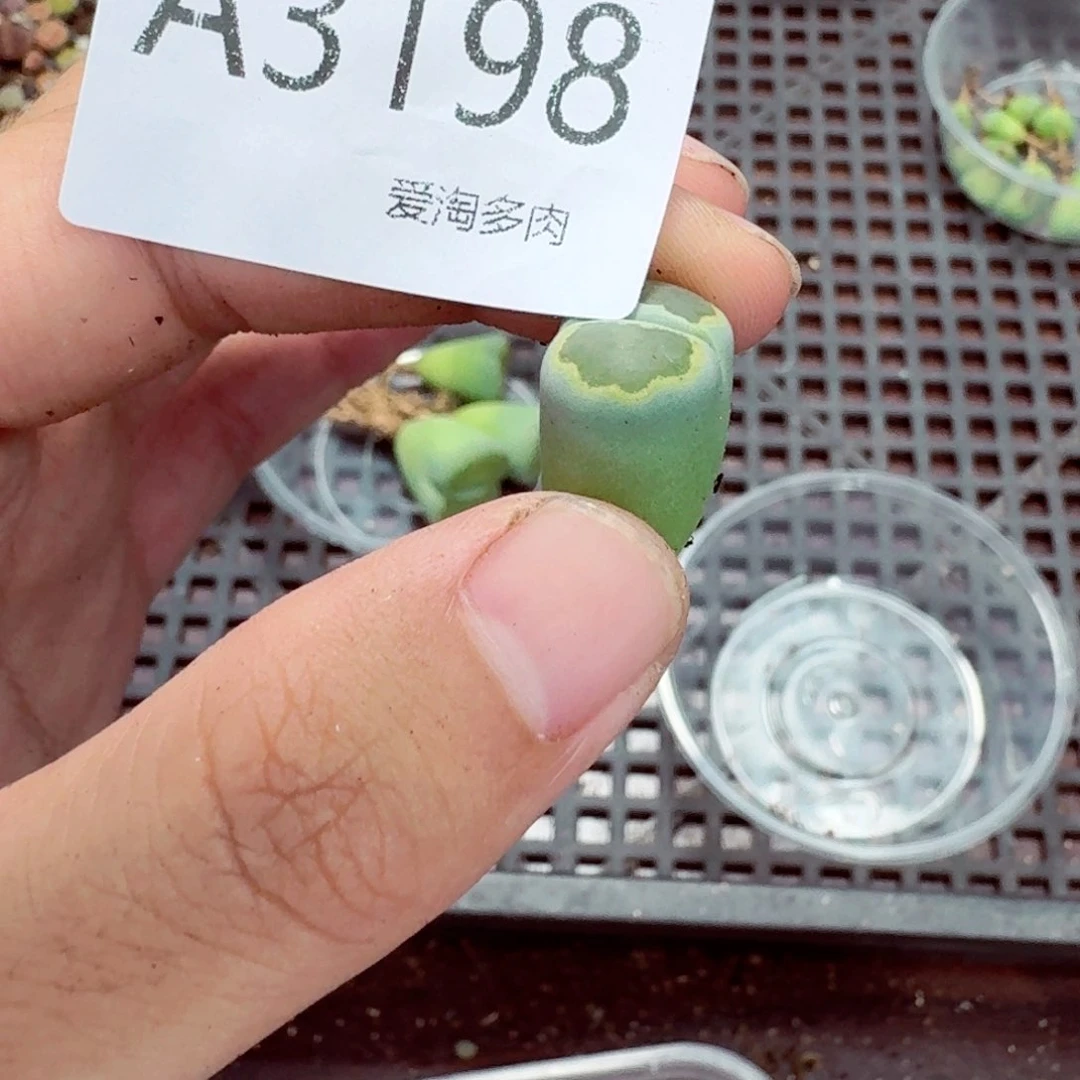 苏***⌯3198—--生石花肉锥