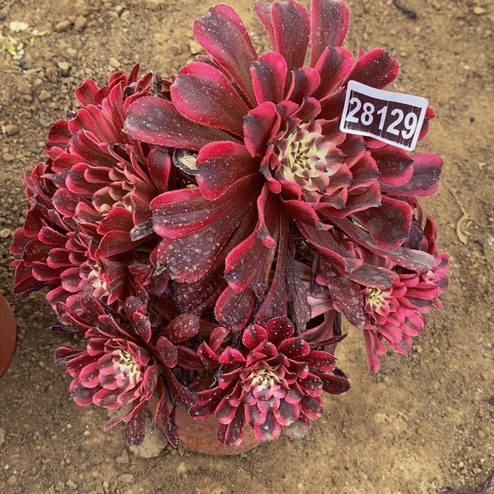28129号云彩手捧花