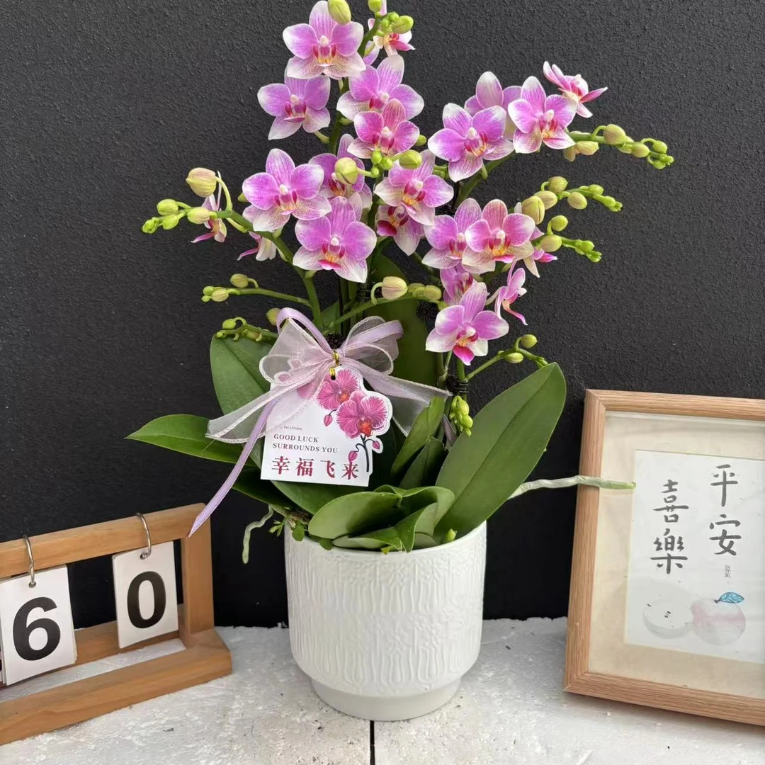 甄选（夏日)  蝴蝶兰花卉鲜花高端精美艺术组盆