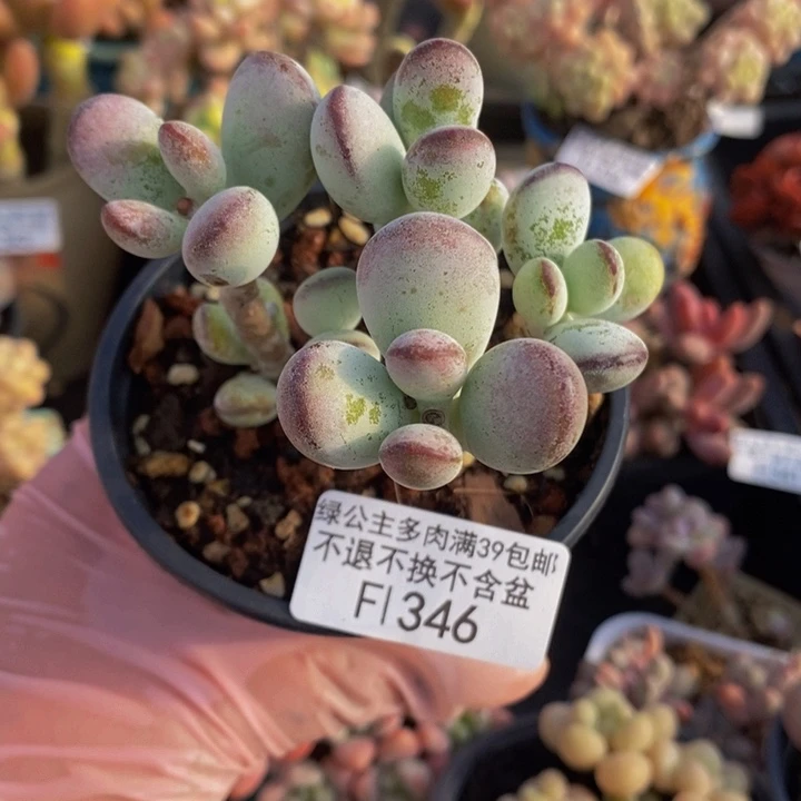 乒乓福娘7cm346多肉植物