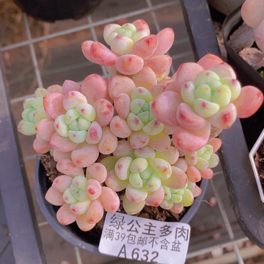 樱花罗琦老桩有砍632多肉酱