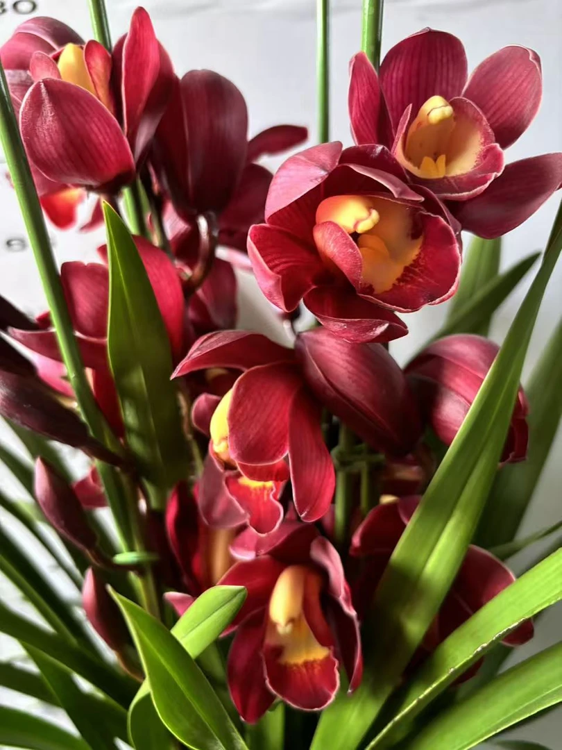 老黑家的蕙兰 【大红袍】大花惠兰 年宵花 春节盆栽室内好养