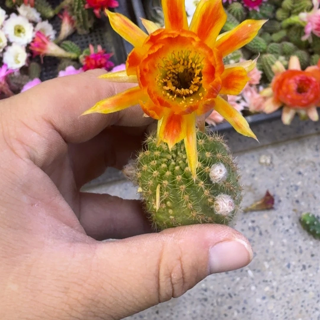 307白檀狂欢节2个无根侧牙小,20包邮