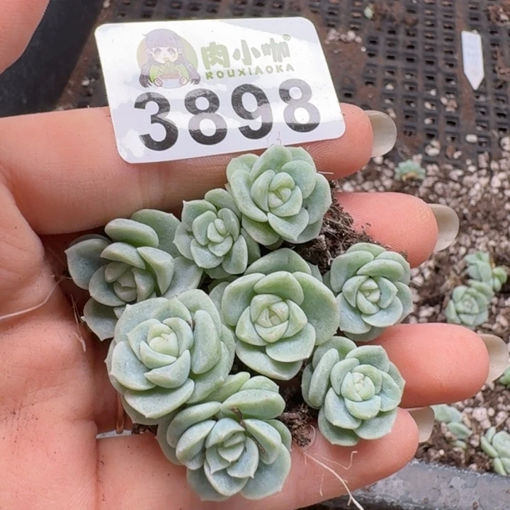 无花朵多肉植物多肉植物