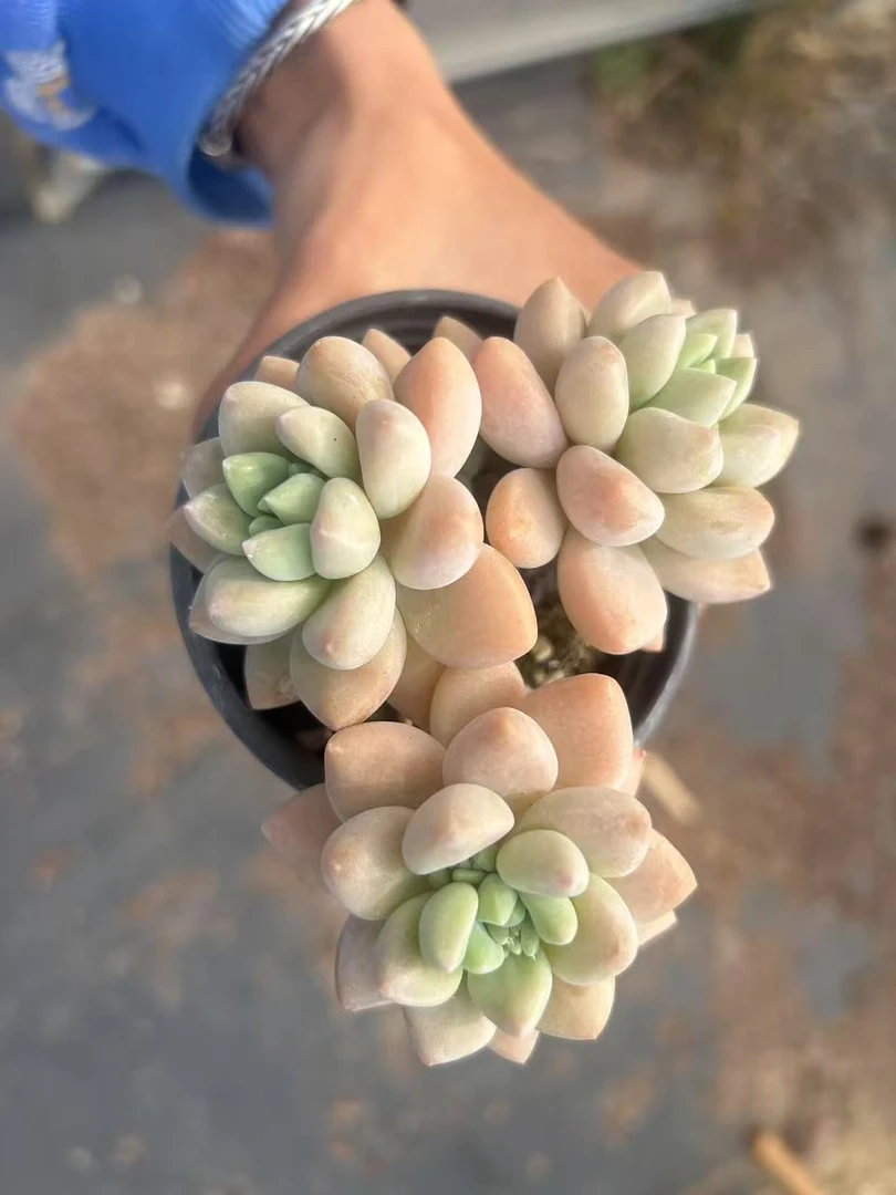 多肉 草莓奶昔 小精品 双头起 有砍