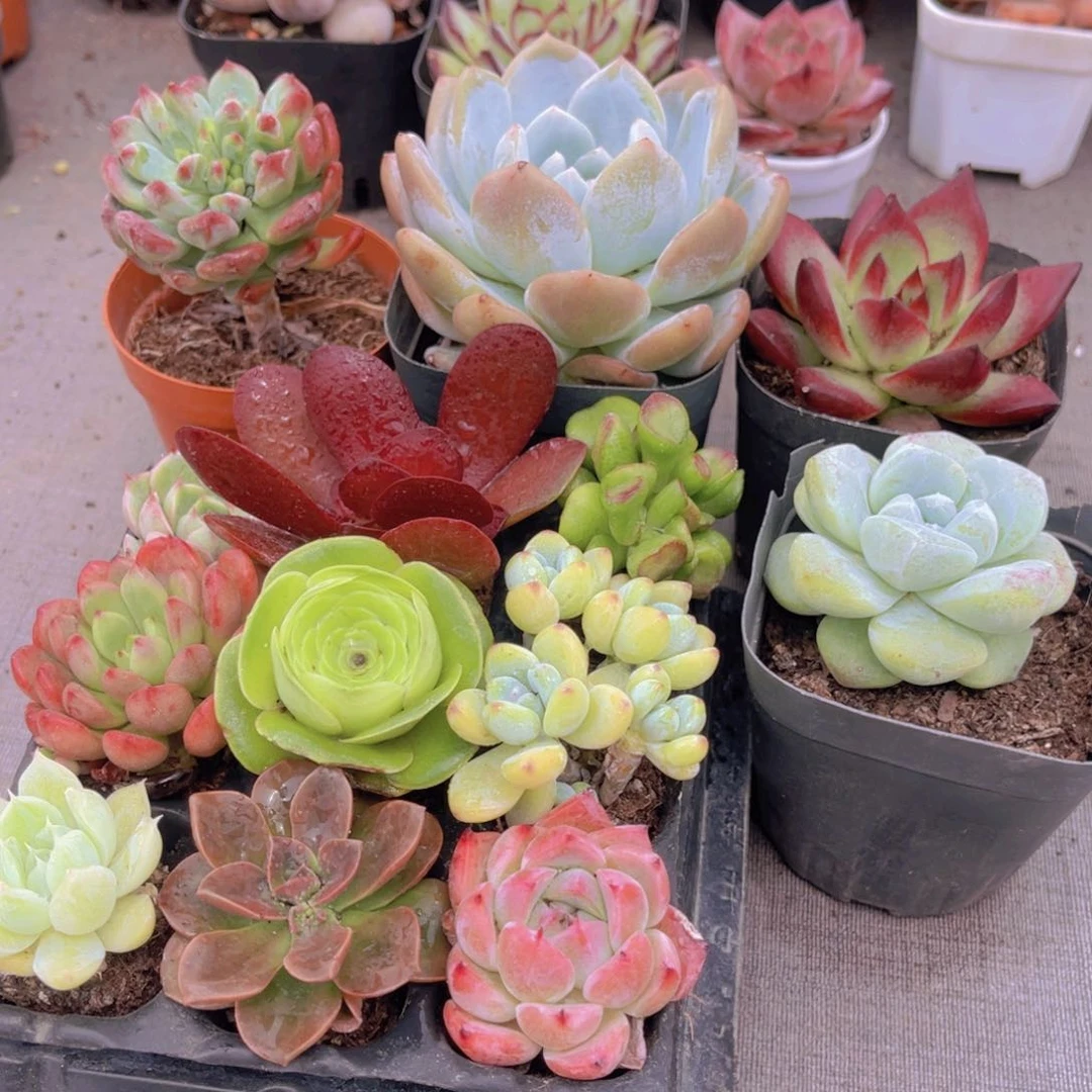 惊喜套餐带盆土多肉植物9+4