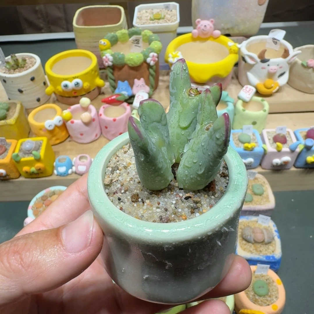 红陶蘑菇333少将