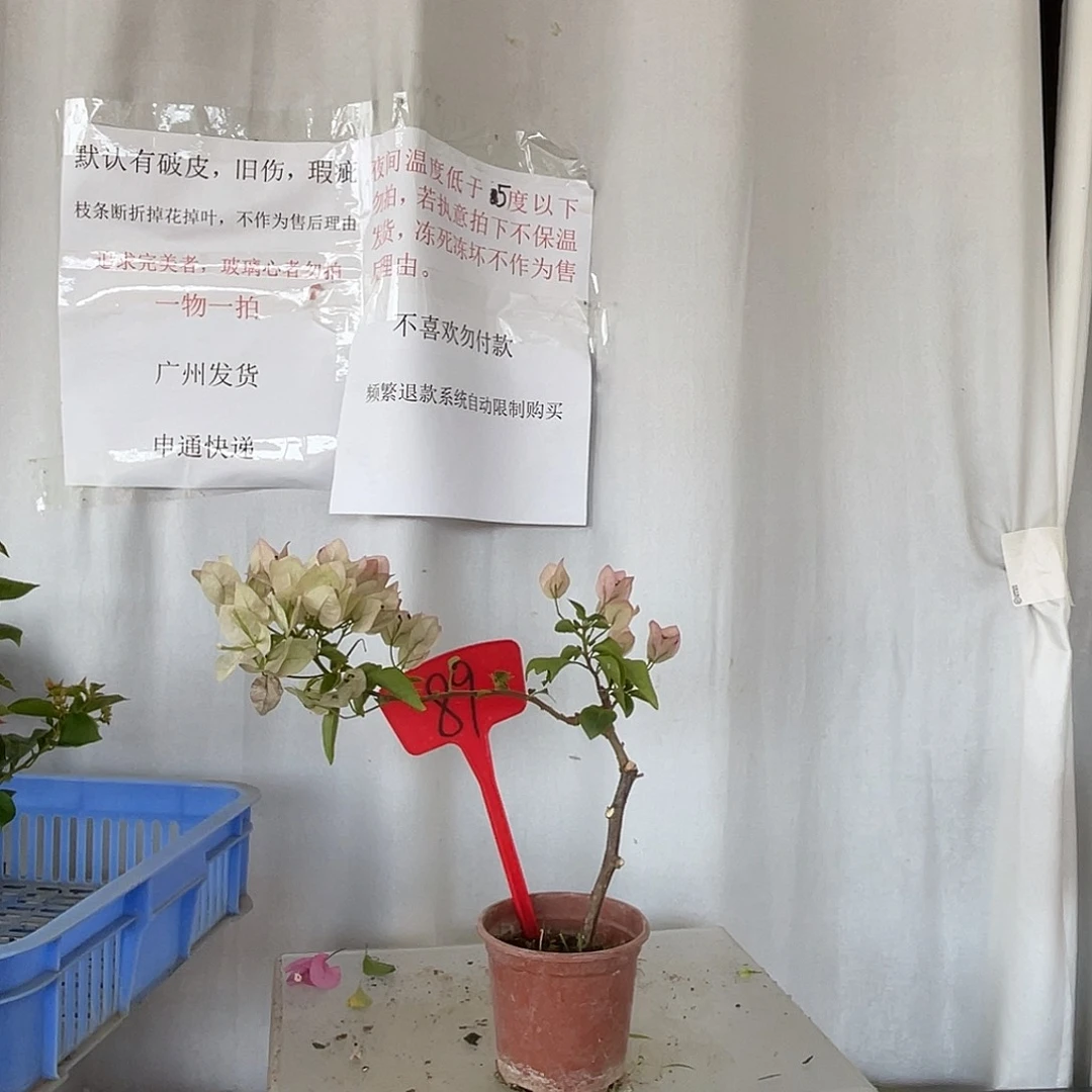 当前无花栽培后可以开花89绿叶五宝