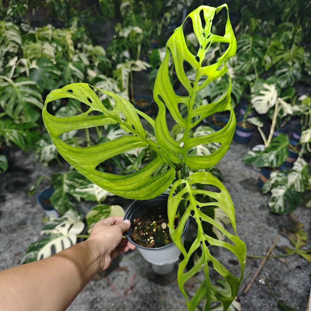 ME巨洞龟背竹盆栽室内观叶植物高级感家居装饰绿植仙洞龟背竹