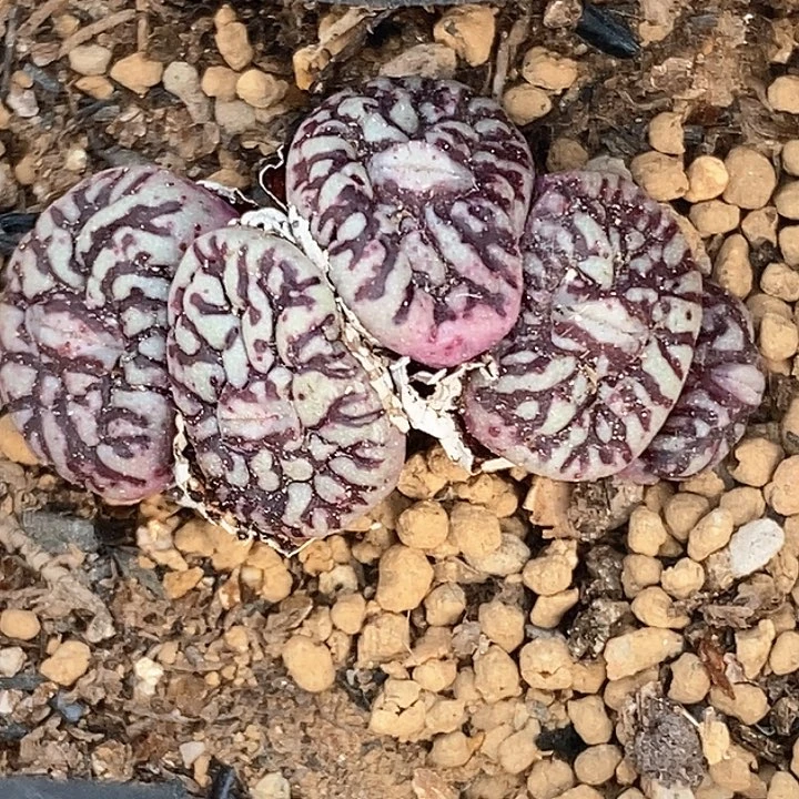 曦桃喜花园0220-30超墨