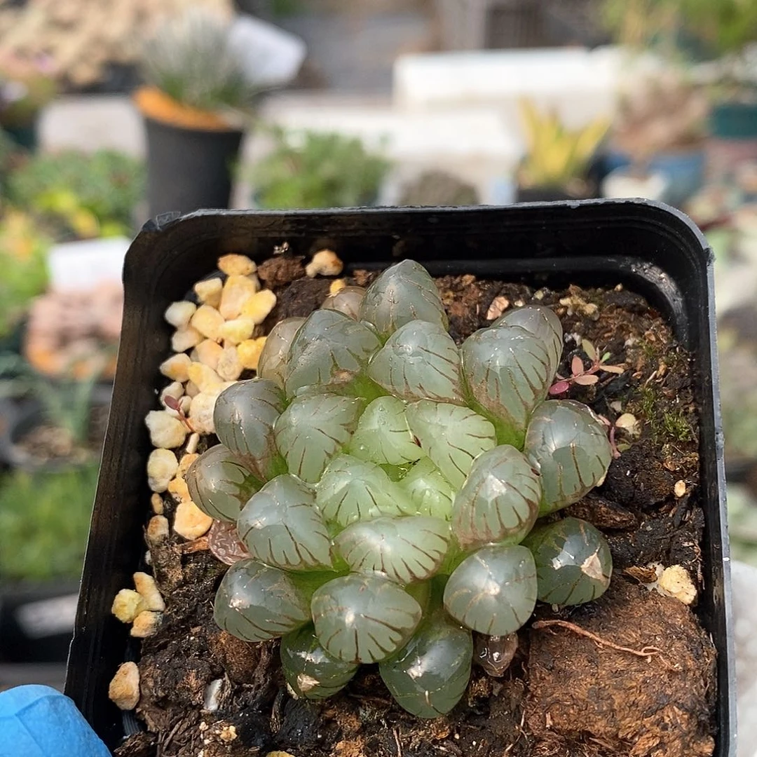 928 实生冰灯带盆土 9.9包邮