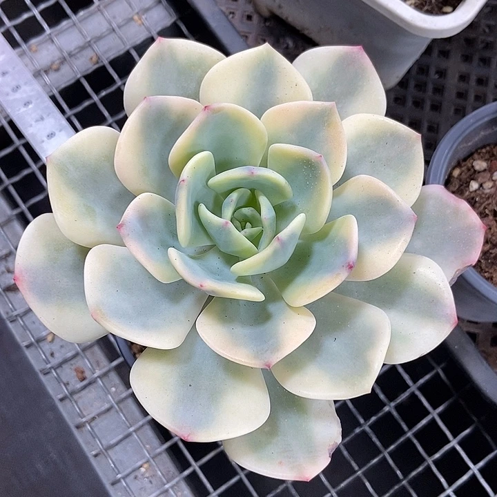 白月光锦多肉植物