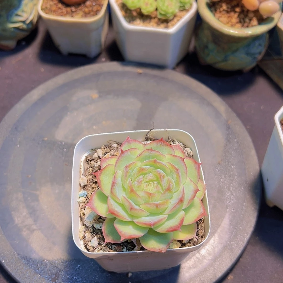 赤*新品，多肉植物，