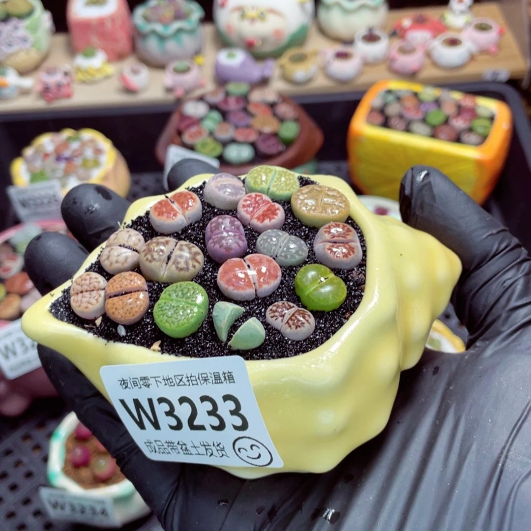 *****夜间零下地区拍保温箱w3233