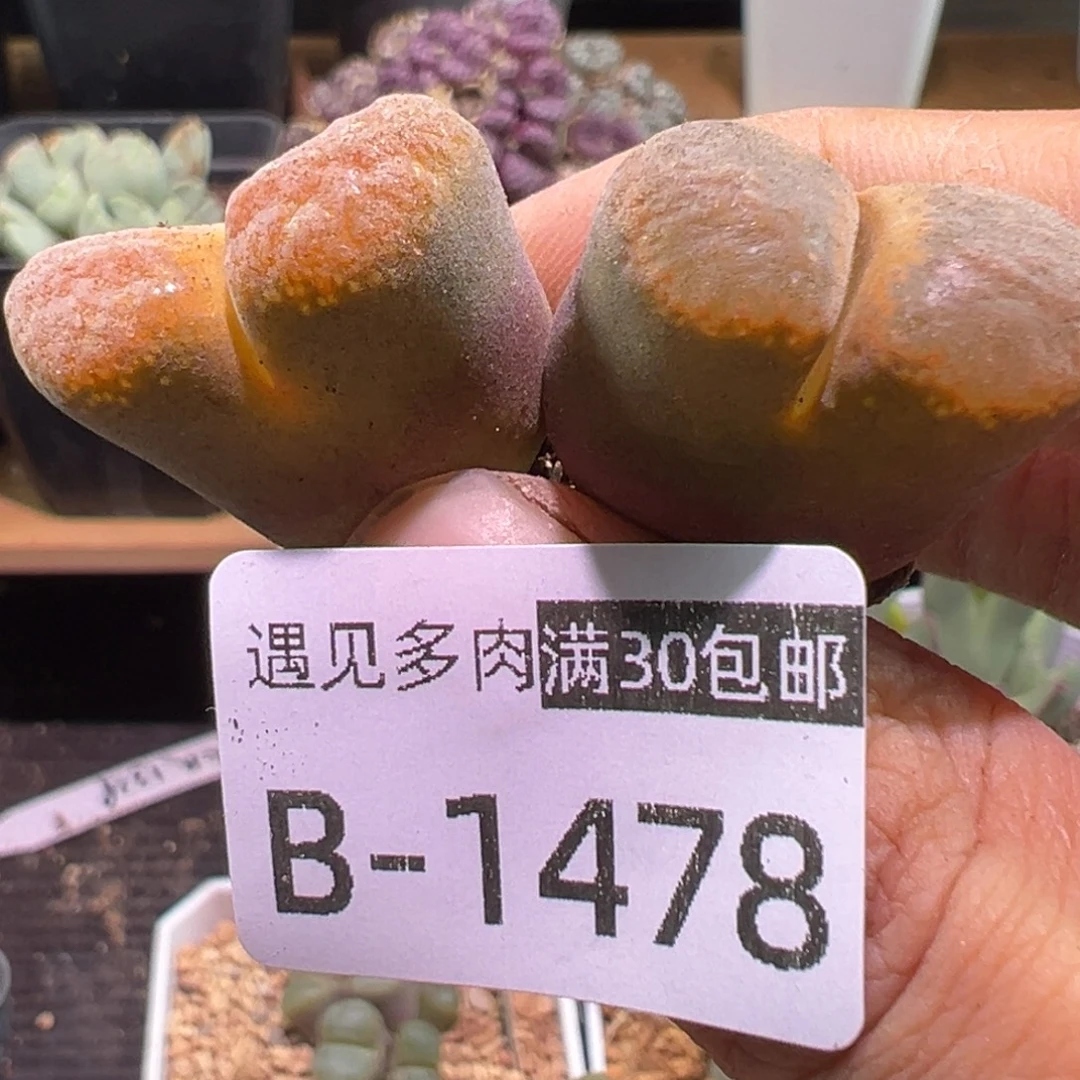 多肉植物1111111111111