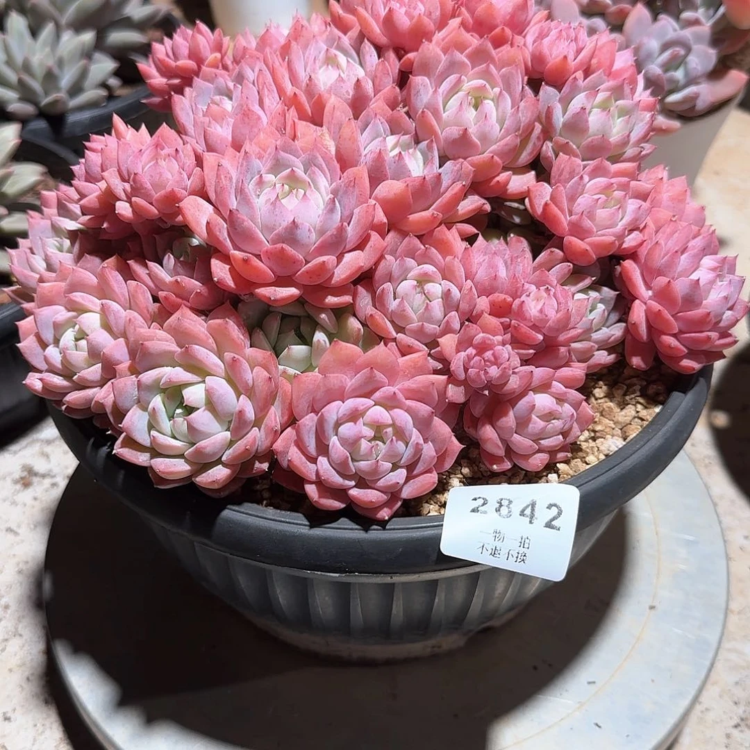吴2842号霜花多肉
