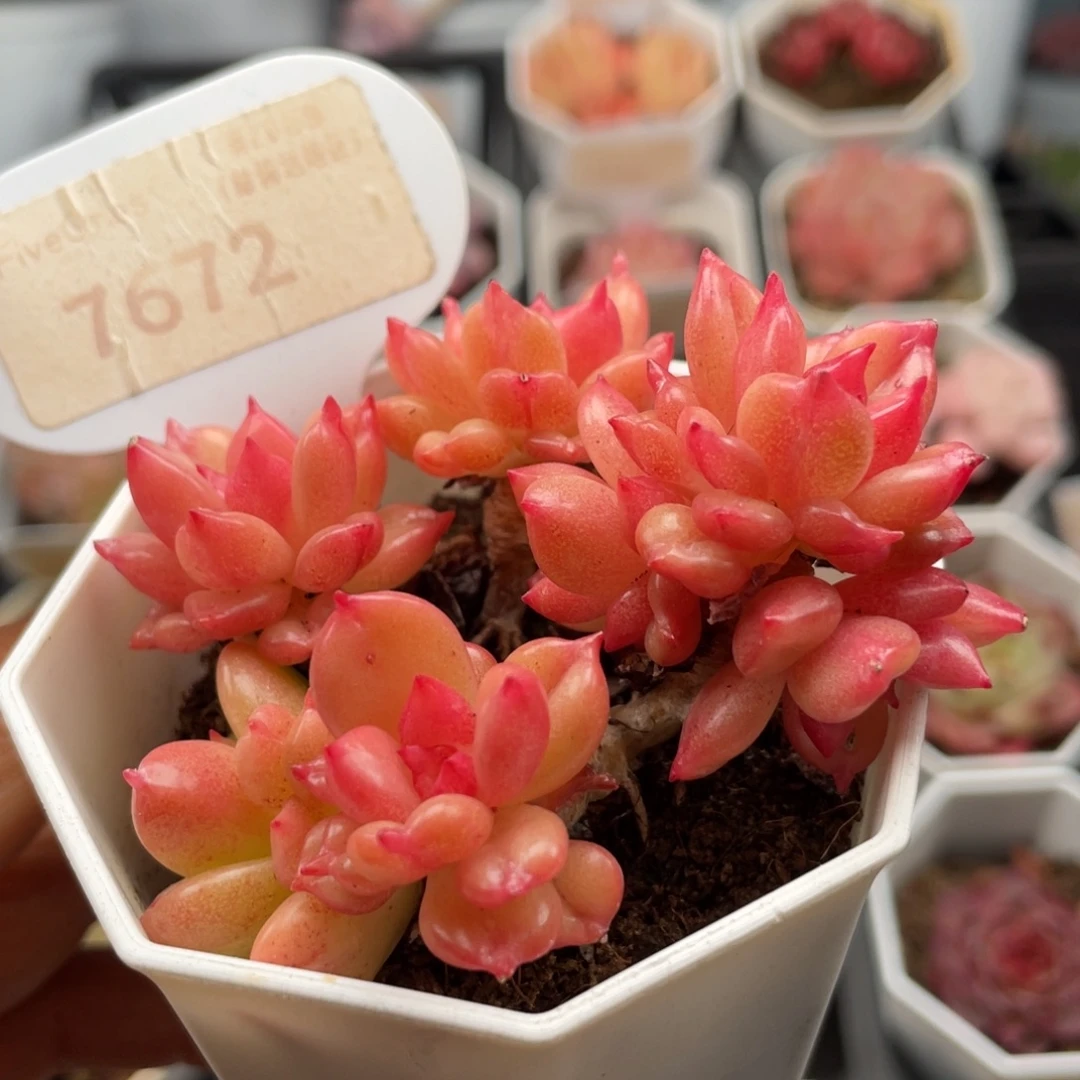 苹果花7672-6.5厘米