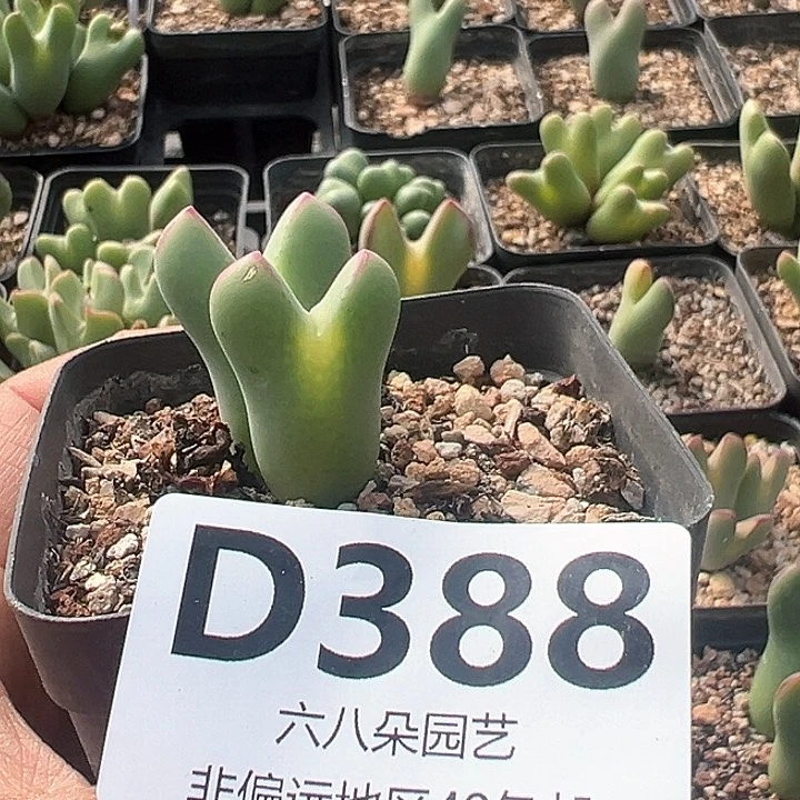 山*大将11111111多肉