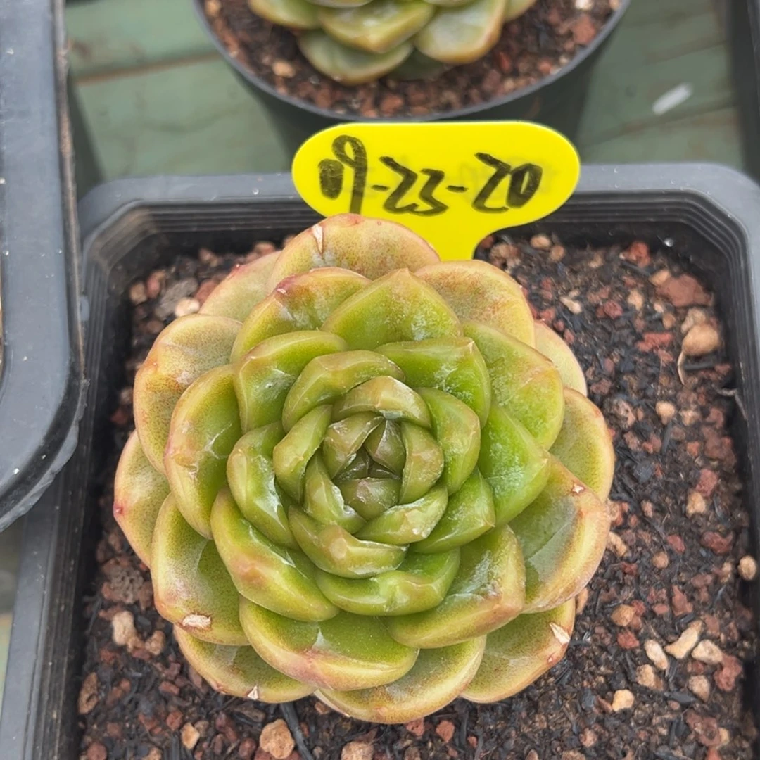 09-23-20蓝水鬼珍妮多肉植物