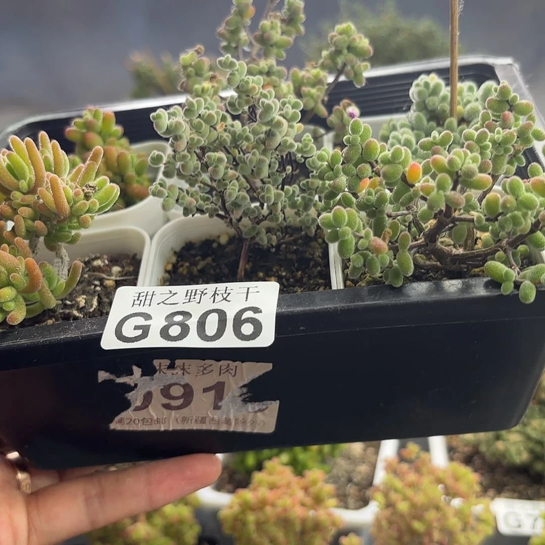 806新手套餐福利