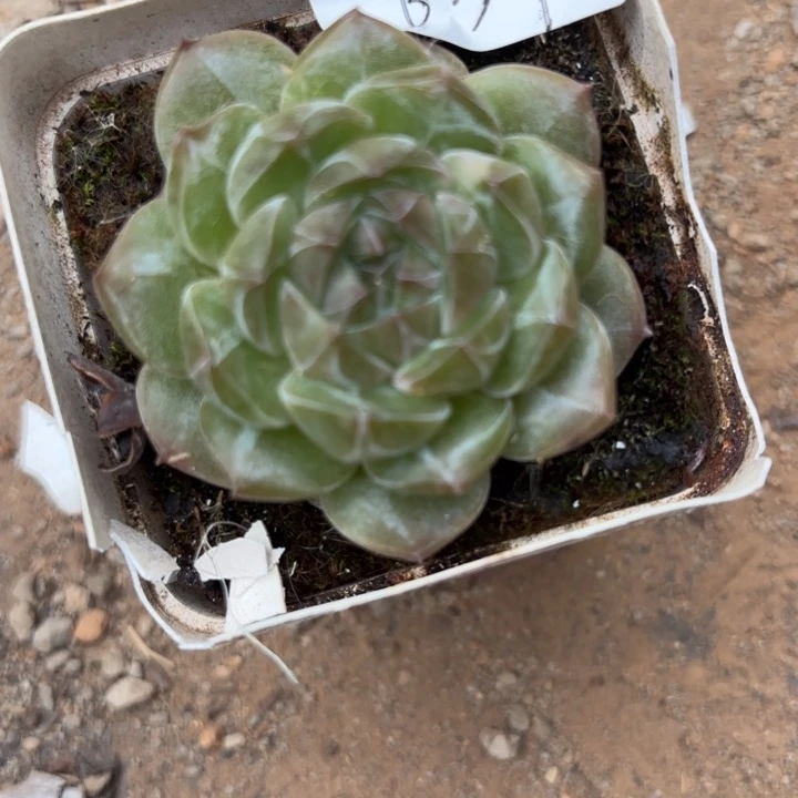 闪吼639呀呀呀呀呀呀呀呀呀哈哈哈哈