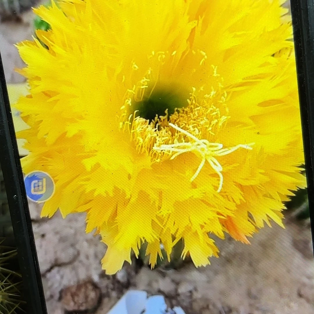 黄据齿毛侧牙20包邮仙人球29