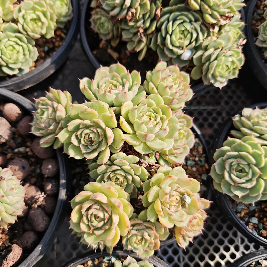 花青谷多肉园艺  苯巴蒂斯