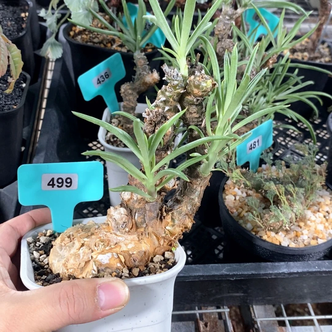 条纹奇峰景多肉植物