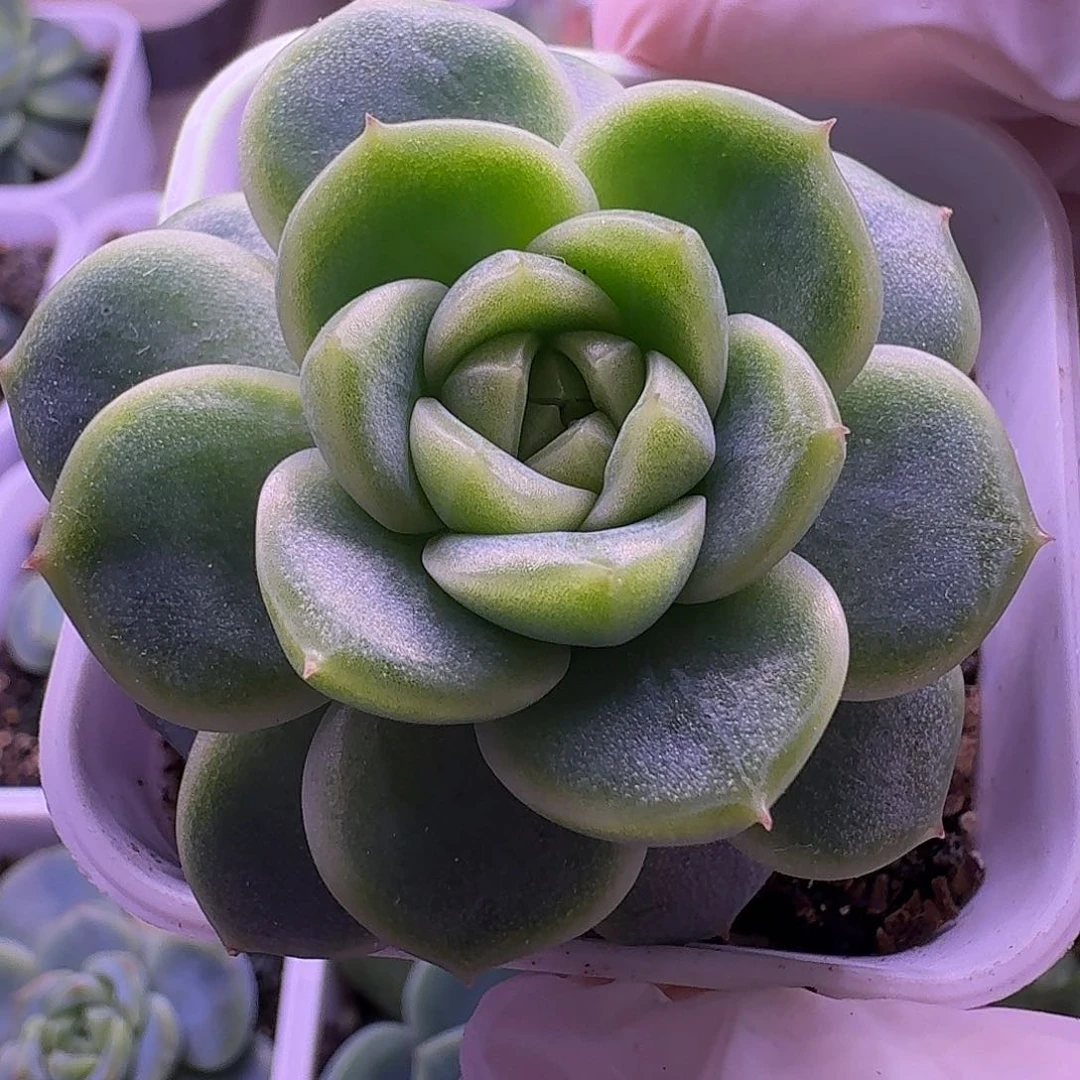财富密码暴富一物一拍