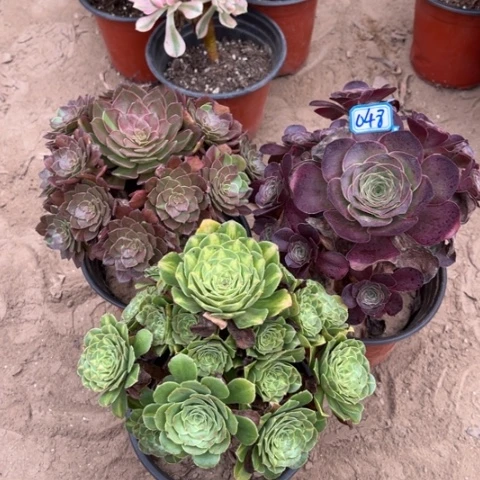 048多肉植物组合，