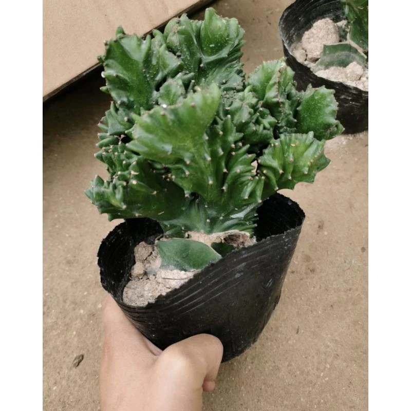 玉麒麟盆栽绿植花卉多肉