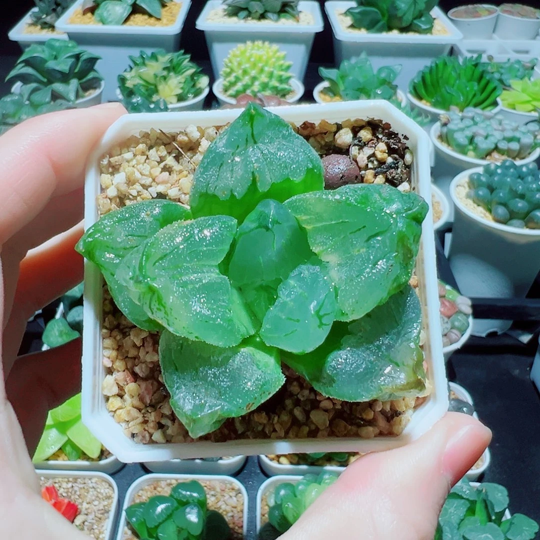 直播间，大叶冰城寿，8.8，666