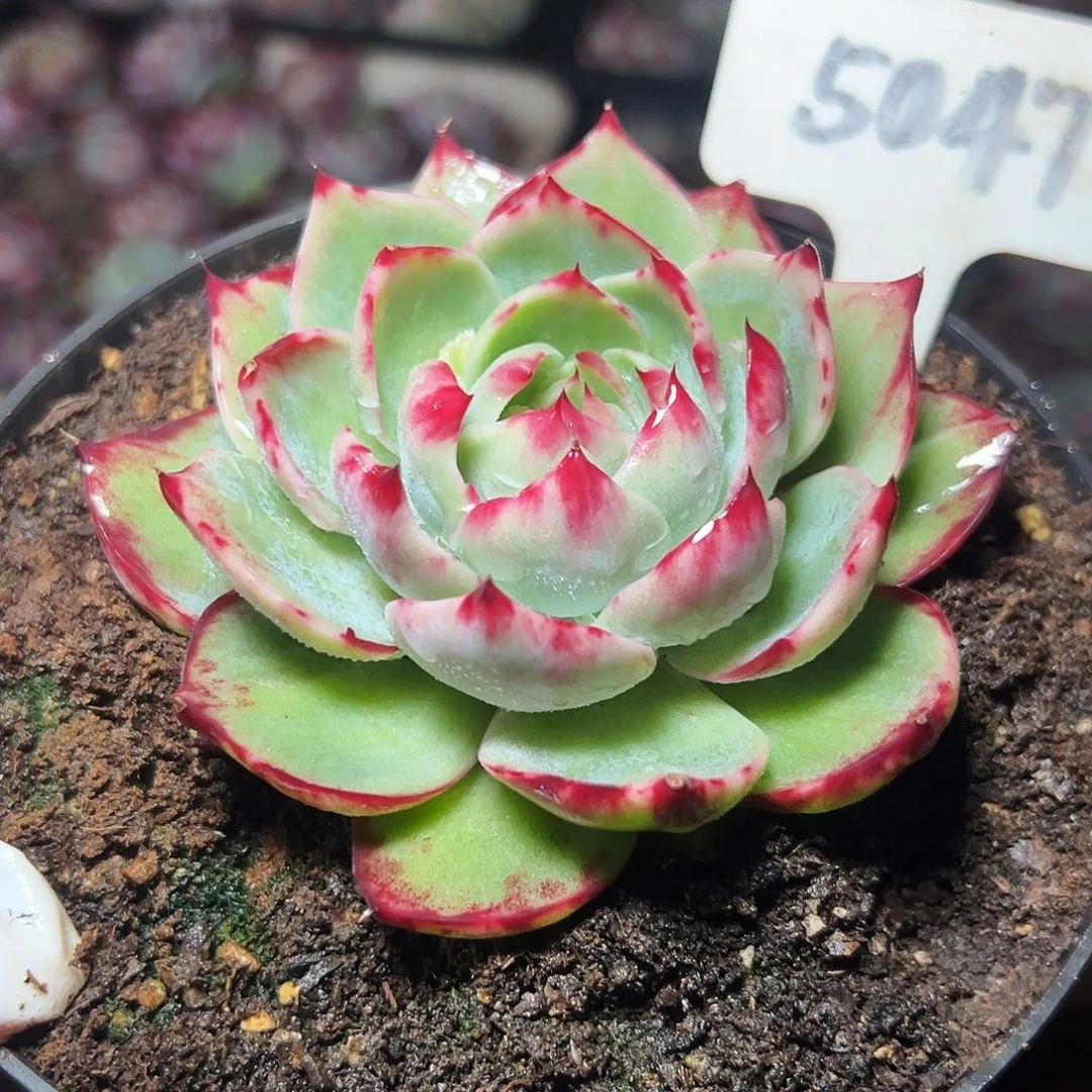 惊鸿仙子一物一拍5047号