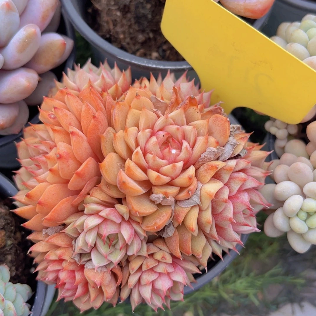 香玉的故事是一个人的故事吗我